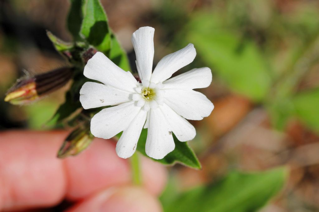 Silene latifolia (=Silene alba) / Silene bianca